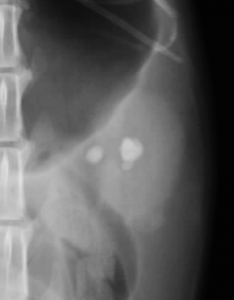 922_8570_20150418192837.0 (3).jpg